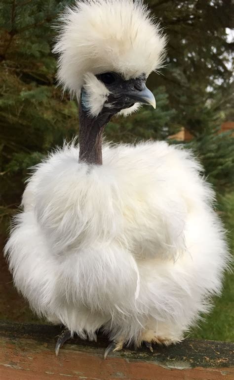 showgirl silkie chickens|Showgirl Chicken 